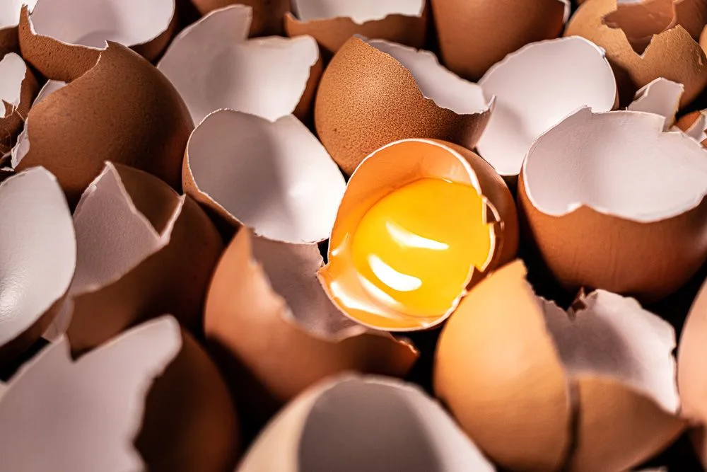 A 3-quarter view shot of broken eggshells with a visible yolk in the center.