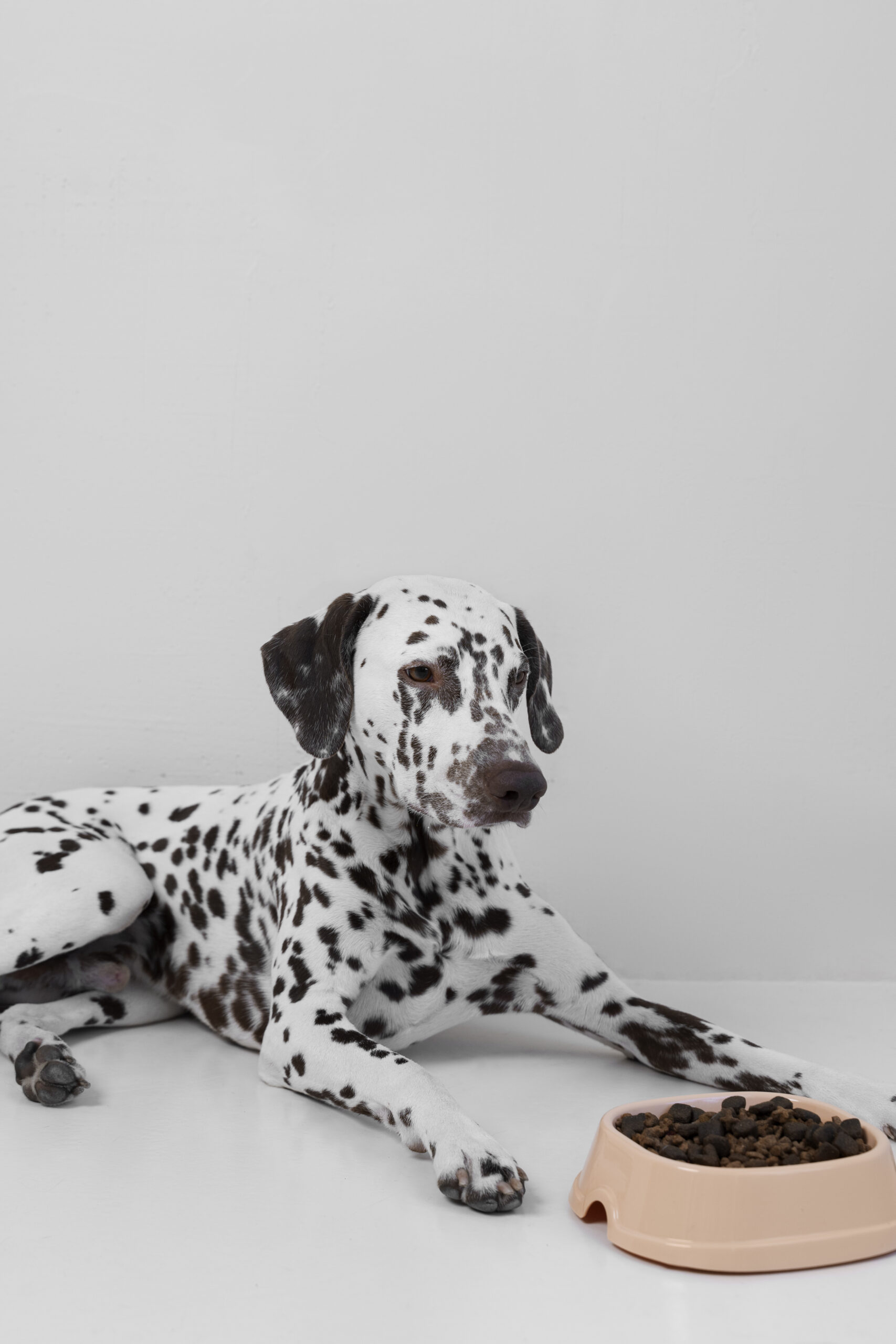 beautiful dalmatian dog eating