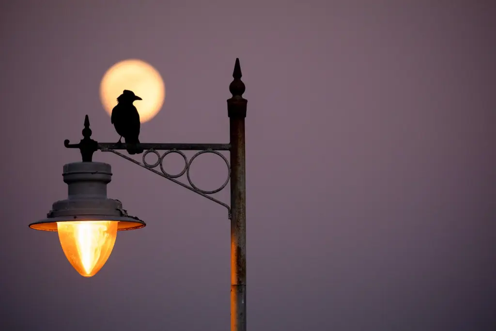 Bird perched on a streetlamp silhouetted against the moonlit evening sky.