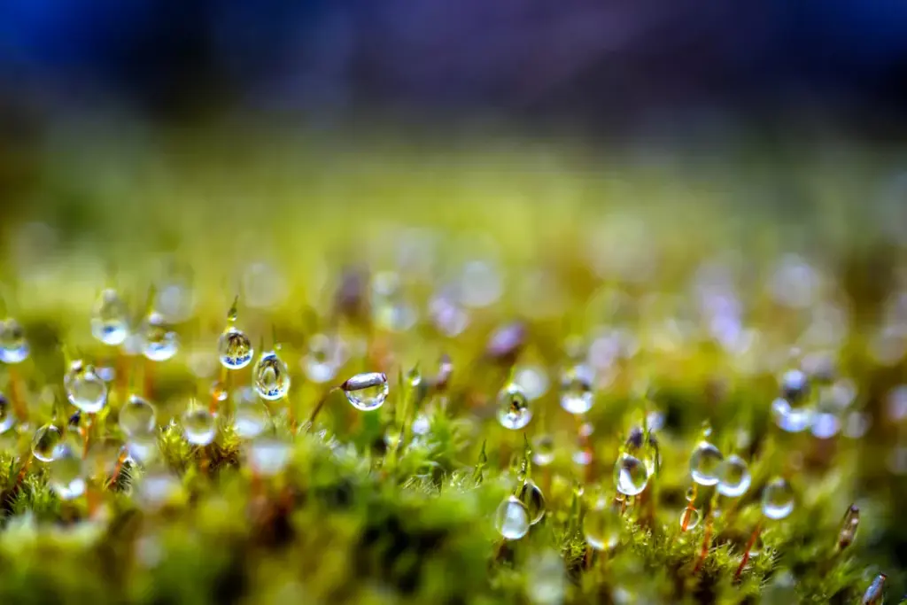 Macro photography capturing water droplets and fine details